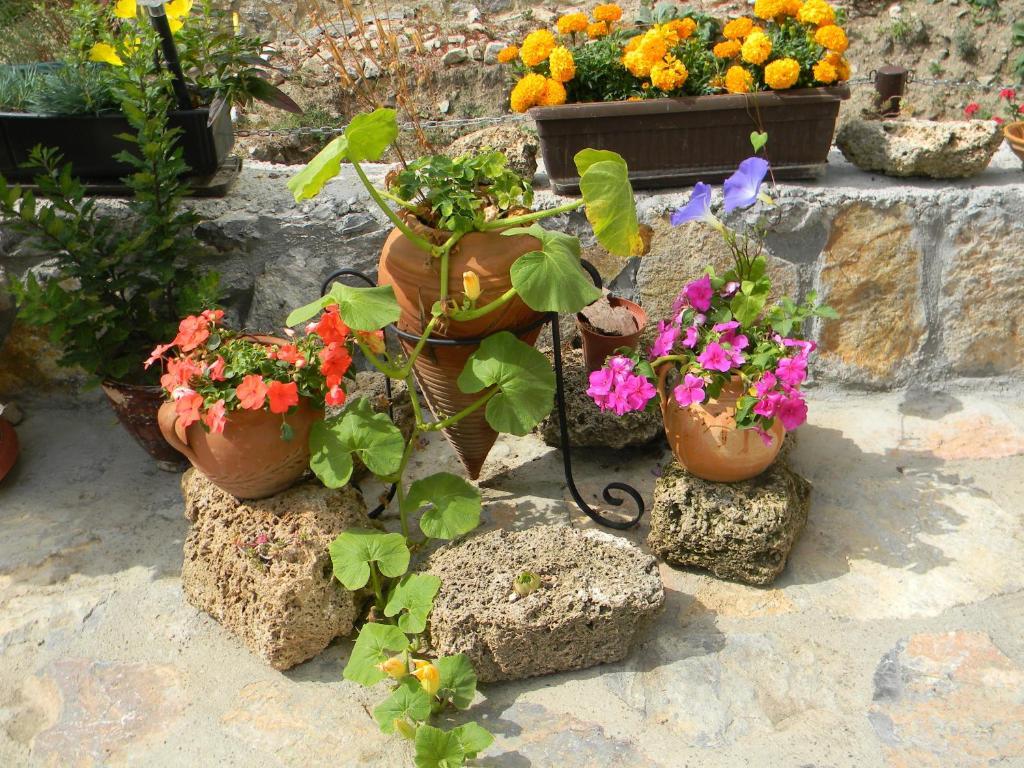 Villa Kale Ohrid Room photo